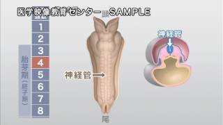 生命の科学 第2版 Vol4 ヒトとは 生命を継ぐ [upl. by Enomor]