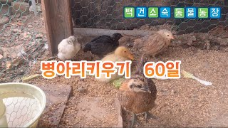 백건의 농막생활 병아리키우기 60일 그리고 닭장만들기 Tip [upl. by Di899]