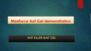 Maxforce Ant Gel demonstration [upl. by Mcconnell]