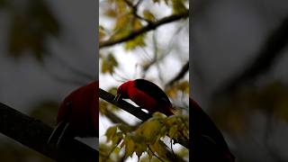 Beautiful Scarlet TanagerPiranga Olivacea during spring migration birds birding nature animals [upl. by Adnarem222]