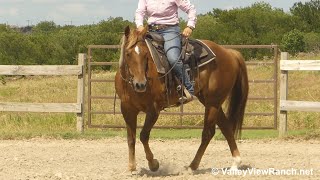 Irish Hillbilly Rose  walk trot lope stops  ValleyViewRanchnet [upl. by Amir]