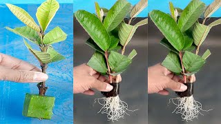 how to grow guava tree cutting in a aloe vera [upl. by Relly692]