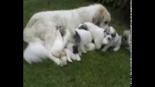 Pyrenean Mountain Dogs  Great Pyrenees Puppies  Penellcy [upl. by Shuler]