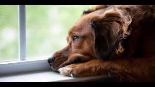 The Link Between Your Stress and Your Dog’s Behavior [upl. by Eicnarf]