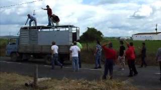 Toiro que fugiu de uma Picaria no Pombalinho  Santarem [upl. by Duyne20]