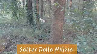 Setter delle Milizie Allenamenti a beccacce 2024 hunting beccaccia everesthunting setter [upl. by Negyam]