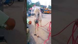 CABALLO CHOCA CON GUAGUA [upl. by Ardyaf]