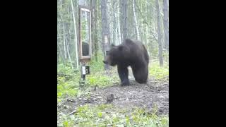 Funny Bear Video  Bear Sees Himself  Funny video of Bear [upl. by Olenta]