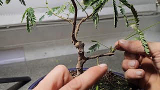 Mimosa Pudica Bonsai tree Wire Removed [upl. by Wayne]