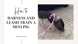 Harness Training a Mini Pig  Learn my Secrets [upl. by Medarda877]