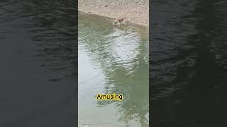 Dog drinking water in river mixed with salty waterdoglover [upl. by Ferdinanda]