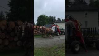 Chargeuse a bois pour les chevaux [upl. by Derfniw]