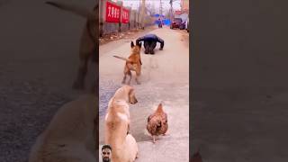 funny videos sorts 🤣 [upl. by Ardella838]