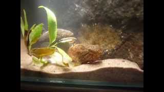 Chinese sleeper Perccottus glenii spawning [upl. by Ylim604]