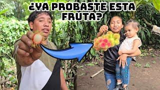 Peluda Licha Achotio Rambutan Mamón  ¿Como Conoces Esta Fruta [upl. by Gabriele]