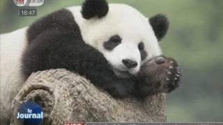 Deux pandas attendus au zoo de Beauval [upl. by Korwun]