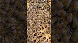 How bees communicate by the waggle dance [upl. by Cahan]