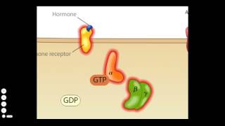 Cholera Toxin Mode of Action [upl. by Lrig]