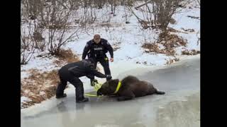 ATVers and Safety Officers rescue moose from ice near Rogersville NB [upl. by Myca329]