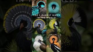 Top 5 Rarest Birds on Earth Nature’s Hidden Gems 🐦🦆 rarebirds birds bird shorts [upl. by Noirda626]