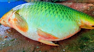 The Most Attractive😦😱  Big Giant Size Carp Fish Excellent Fishing Style amp Fastest Skills [upl. by Anawqahs]