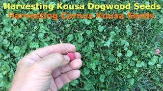 Harvesting Kousa Dogwood Seeds Harvesting Cornus Kousa Seeds [upl. by Dougall]