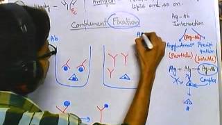 Complement fixation test [upl. by Hayley]