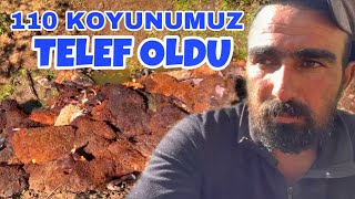 HENDEKTE ÖLÜM KALIM MÜCADELESİ 110 KOYUN TELEF OLDU [upl. by Wiener452]