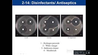 Lab 214 Disinfectant and Antiseptics [upl. by Burrton]