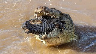 Zebra Dying In a Crocodiles Jaws [upl. by Maxim]