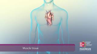 Four Primary Types of Tissue [upl. by Manno98]