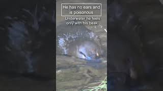 Platypus The most unusual animal in the world 😍 animals nature platypus [upl. by Mayworm101]