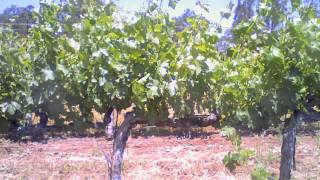 Grapevine Life Cycle Time Lapse Video  Bud Break Through Veraison [upl. by Aikas]