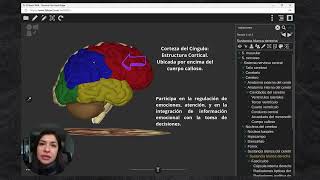 ESTRUCTURAS CORTICALES Y SUBCORTICALES DEL SISTEMA LÍMBICO [upl. by Sordnaxela]