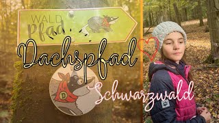 GEHEIME PFADE Der Dachspfad von Hohenwettersbach schwarzwald enthüllt Vlog 163 wanderlust [upl. by Alexandra]