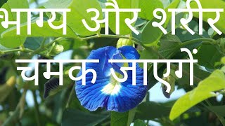 Aparajita  Clitoria Ternatea  Vishnukanta  Ashwakhura 👉 benefits with growing and caring method [upl. by Karoly740]