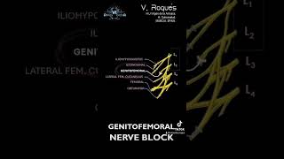 Genitofemoral nerve block [upl. by Zadack]