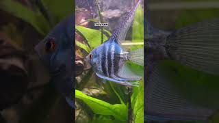 WONDERFUL SCALARE LONGFIN Pterophyllum ANGELFiSH BLUE DiAMOND 💎💎🎬🎬BEST FiSCHskalar angelfish [upl. by Silvestro]