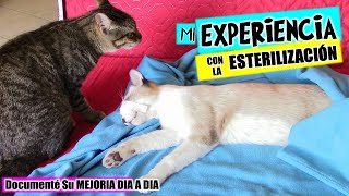 Operé a mis TRES Gatos Mi EXPERIENCIA con GATOS recién ESTERILIZADOS DivertiCats [upl. by Anaihk]