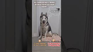 SHOULD I amor huskii funny huski music pets huskiesy memes husky puppy youtube shorts [upl. by Signe]