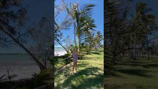 A little leaf like that 🤭 palm travel funnyvideo australia australialife [upl. by Purity]