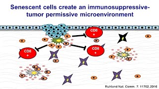 Deciphering Aging Linking senescence with DNA Damage and the cell cycle [upl. by Ayra]