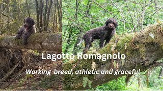 Lagotto Romagnolo loves outdoors [upl. by Langdon]