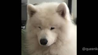 Cute Howling Samoyeds Compilation [upl. by Drahsir]