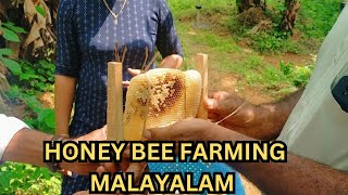 Honey bee farming Malayalam  Theneecha krishi Malayalam  Honey [upl. by Rorie]