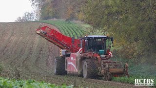 Harvesting endives with Grimme Varitron 270 Platinum [upl. by Llejk]