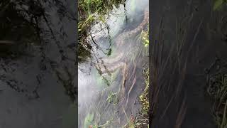 ¿Gigantes del Amazonas Anacondas ASOMBROSAS en su hábitat natural [upl. by Jennette]