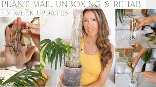 Greenspaces Unboxing  How I Import  Rehab Plants [upl. by Allemrac]