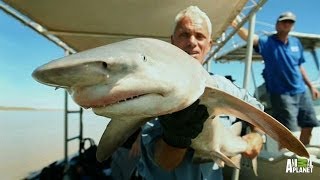 Fan Favorite Rare Glyphis Shark Filmed  River Monsters [upl. by Ahterahs112]