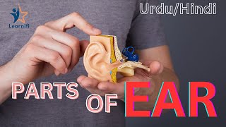 Anatomy and Physiology of Human Ear  Structure and function of Ear [upl. by Rogerson]